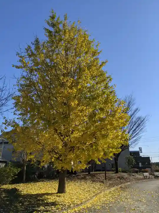 富岡八幡宮の自然