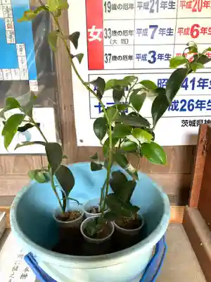 金刀比羅神社(茨城県)