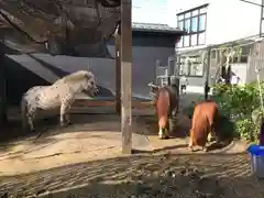 立石熊野神社の動物