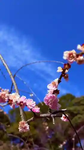 大縣神社の{uncategorized: "未分類", other: "その他", undefined: "問題あり", building: "その他建物", grave: "お墓", sacred_gate: "鳥居", guardian: "狛犬", statue: "像", buddha: "仏像", history: "歴史", nature: "自然", garden: "庭園", animal: "動物", pagoda: "塔", temizu: "手水舎", mountain_gate: "山門・神門", sanctuary: "本殿・本堂", subordinate: "末社・摂社", art: "芸術", scenery: "景色", jizo: "地蔵", ema: "絵馬", goshuin: "御朱印", omikuji: "おみくじ", items: "授与品その他", amulet: "お守り", goshuincho: "御朱印帳", eats: "食事", festival: "お祭り", votive_dance: "神楽", shichigosan: "七五三参", wedding: "結婚式", experience: "体験その他", initially: "初詣", around: "周辺", anti_infection: "感染症対策"}