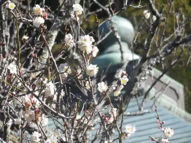 浄光明寺の自然