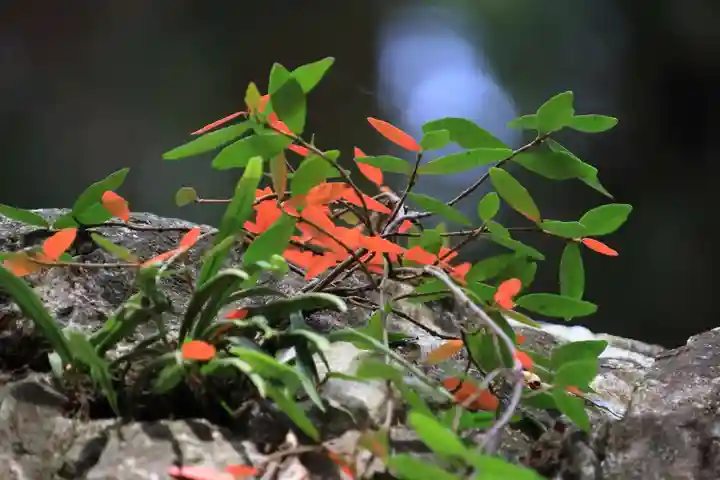 鹿島大神宮の自然