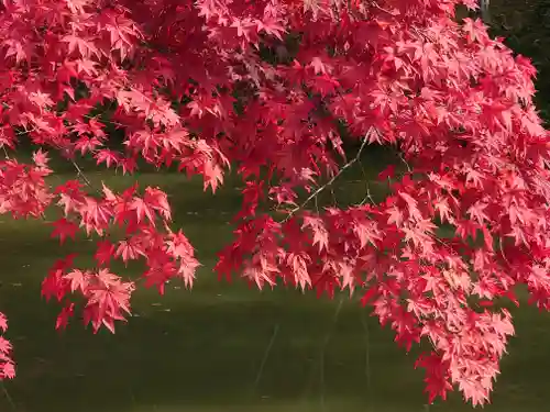 高台寺（高台寿聖禅寺・高臺寺）の自然