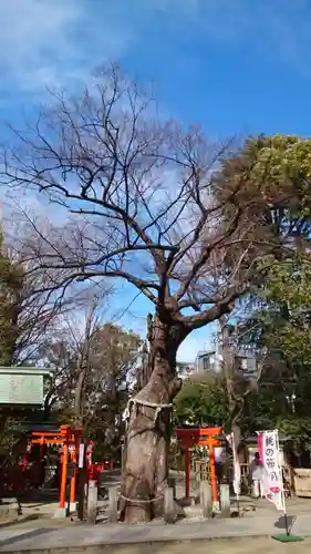 新田神社の自然