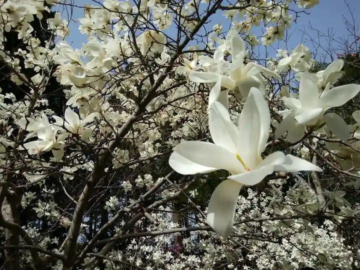 北海道神宮の自然