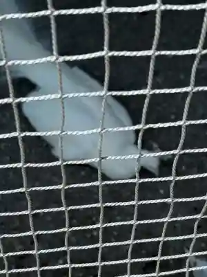 進雄神社(群馬県)