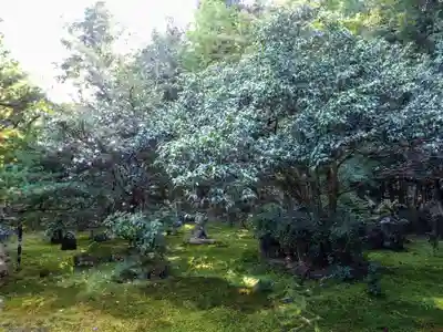 地蔵院(京都府)