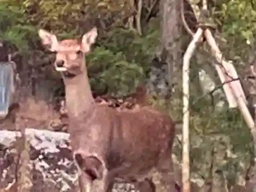 山梨縣護國神社の動物