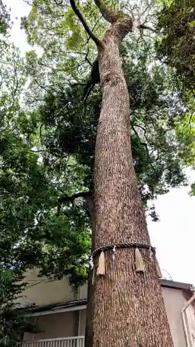 金ヶ作熊野神社の自然