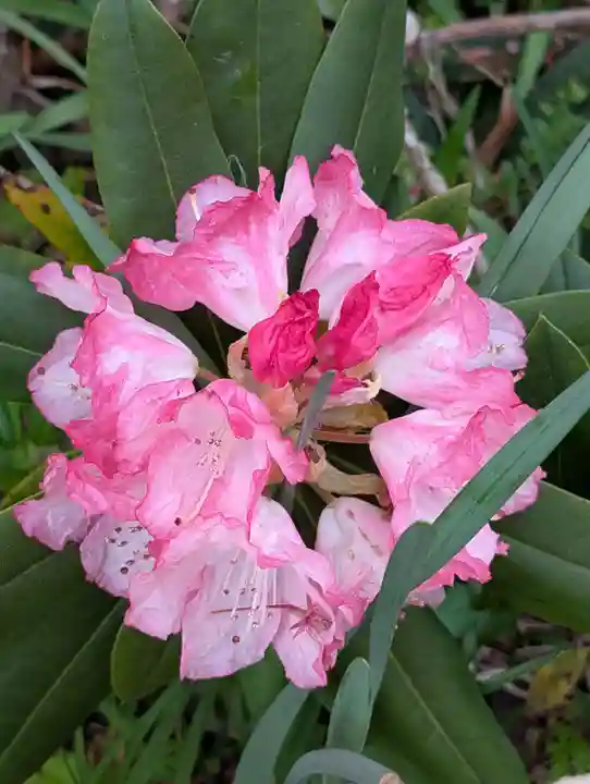 天徳寺(神奈川県)