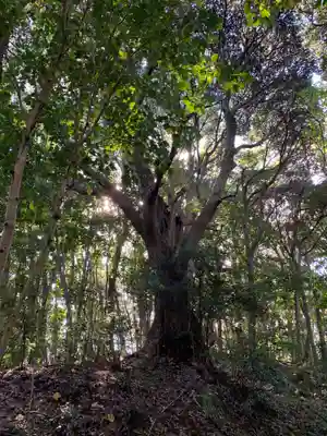 浅間神社の自然