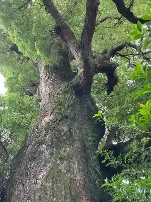 産土八幡神社(神奈川県)