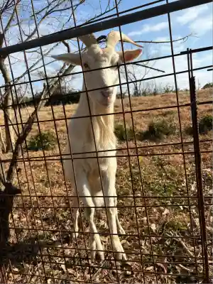 田尾山大師堂(徳島県)