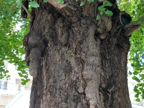 成子天神社の自然