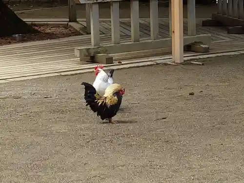 大崎八幡宮の動物
