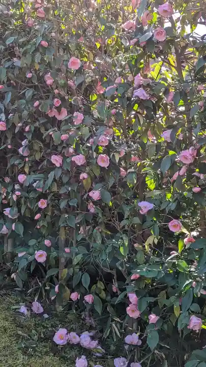 霊鑑寺門跡の自然