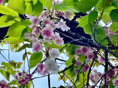 湯島御霊社の自然