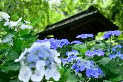 明月院(神奈川県)