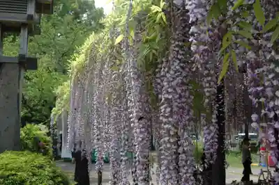 玉敷神社(埼玉県)