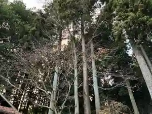大宮温泉神社の自然(2022年12月11日(日) 10時12分00秒投稿)