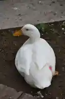 平塚八幡宮の動物
