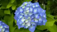 高砂稲荷大明神の自然