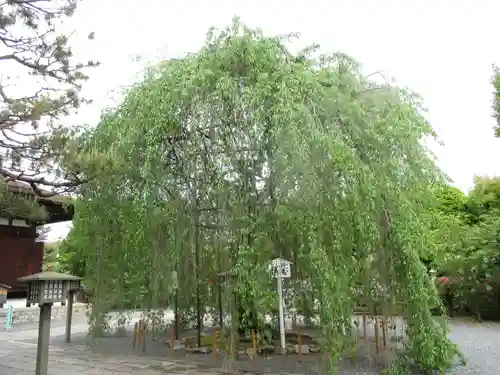 大報恩寺（千本釈迦堂）の庭園