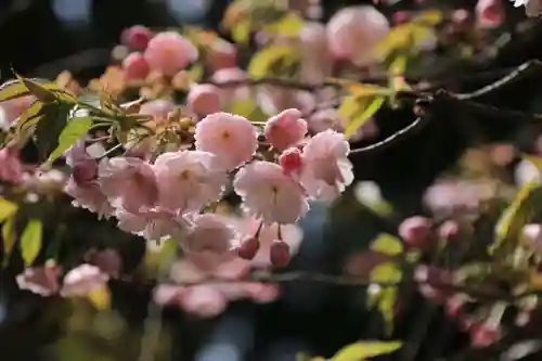 磐椅神社の自然