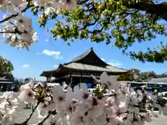 東寺（教王護国寺）(京都府)