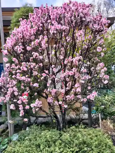居木神社の{uncategorized: "未分類", other: "その他", undefined: "問題あり", building: "その他建物", grave: "お墓", sacred_gate: "鳥居", guardian: "狛犬", statue: "像", buddha: "仏像", history: "歴史", nature: "自然", garden: "庭園", animal: "動物", pagoda: "塔", temizu: "手水舎", mountain_gate: "山門・神門", sanctuary: "本殿・本堂", subordinate: "末社・摂社", art: "芸術", scenery: "景色", jizo: "地蔵", ema: "絵馬", goshuin: "御朱印", omikuji: "おみくじ", items: "授与品その他", amulet: "お守り", goshuincho: "御朱印帳", eats: "食事", festival: "お祭り", votive_dance: "神楽", shichigosan: "七五三参", wedding: "結婚式", experience: "体験その他", initially: "初詣", around: "周辺", anti_infection: "感染症対策"}