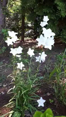 新琴似神社の自然