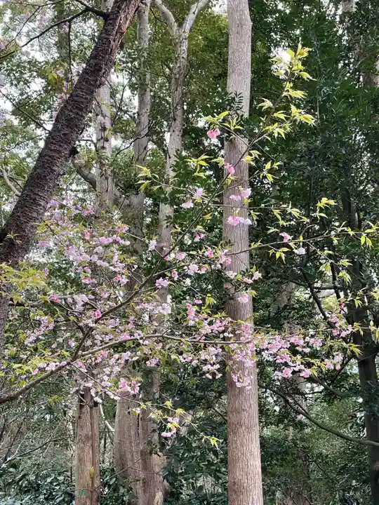 鶴岡八幡宮の自然