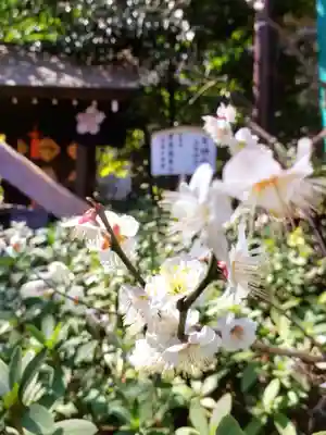 阿佐ヶ谷神明宮(東京都)