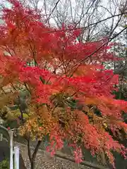 須山浅間神社(静岡県)