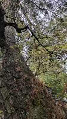 建部大社(滋賀県)