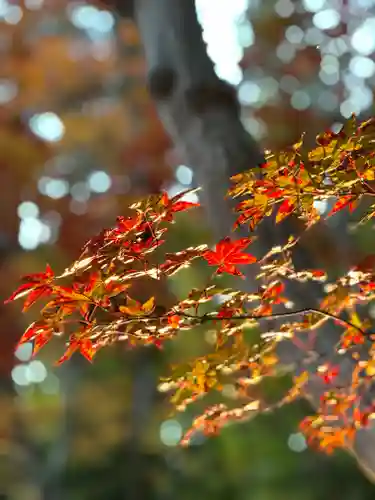 諏訪大社下社秋宮(長野県)