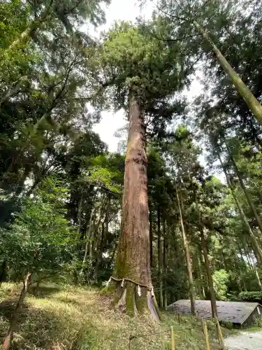土佐神社(高知県)