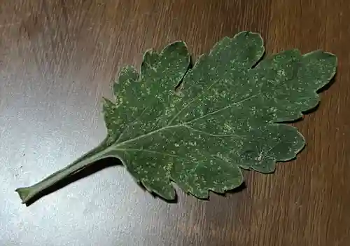 大宮温泉神社(栃木県)