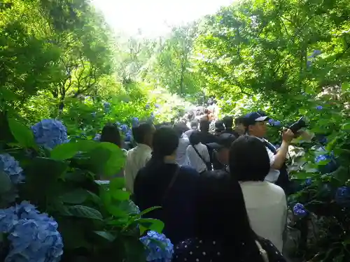 明月院の庭園