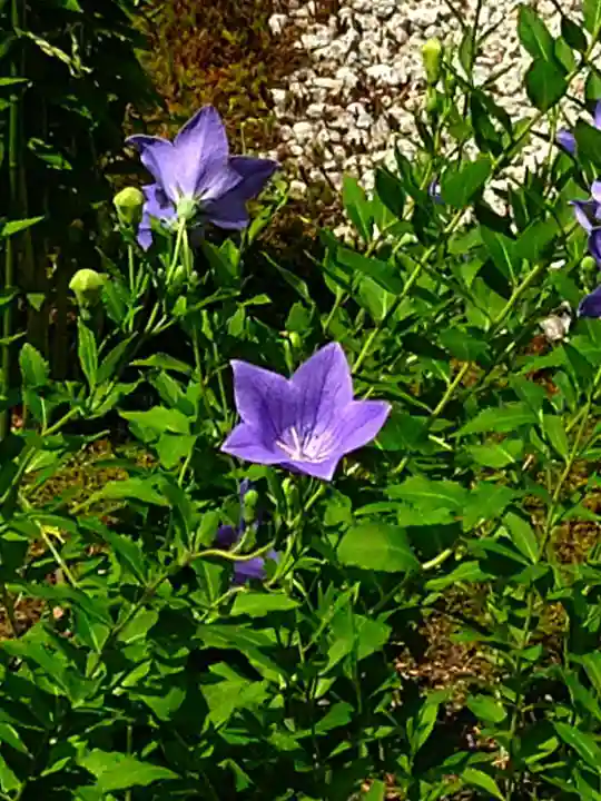 廬山寺(廬山天台講寺)(京都府)