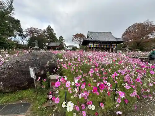 般若寺 ❁﻿コスモス寺❁(奈良県)