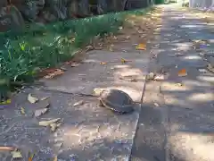 横浜　西方寺の動物