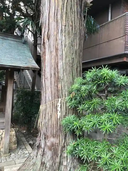 阿刀神社の自然