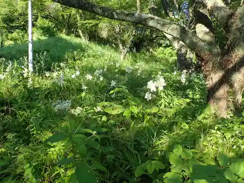 白狐山光星寺の自然