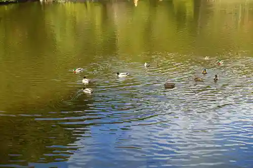 御髪神社の動物