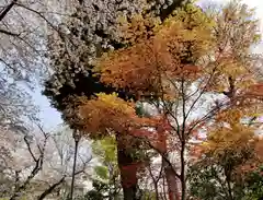 白山神社の自然