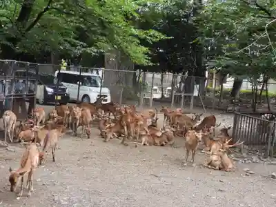 三嶋大社(静岡県)