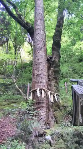 貴船神社の自然