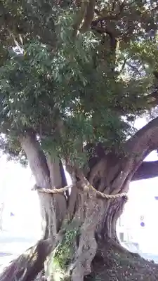 川尻八幡宮の自然