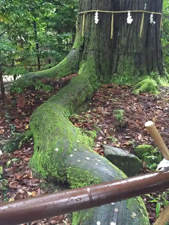 須佐神社の自然